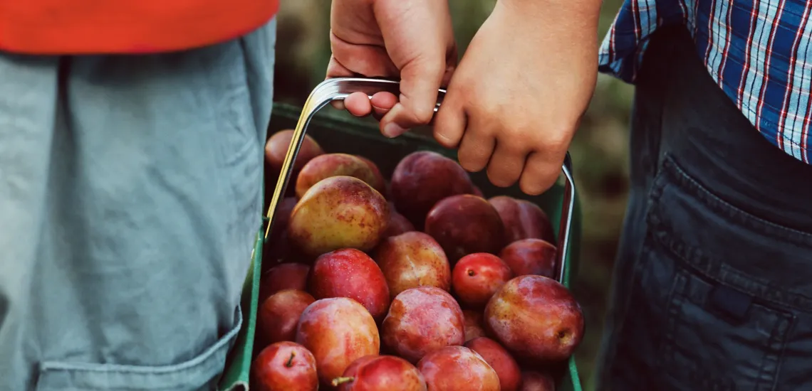 cooperative_bio_pommes_senart